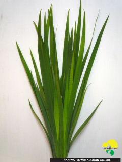 Iris ochroleuca(leaves).jpg